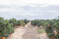 Sale - Finca - Rojales