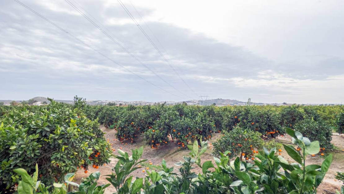 Sale - Finca - Rojales