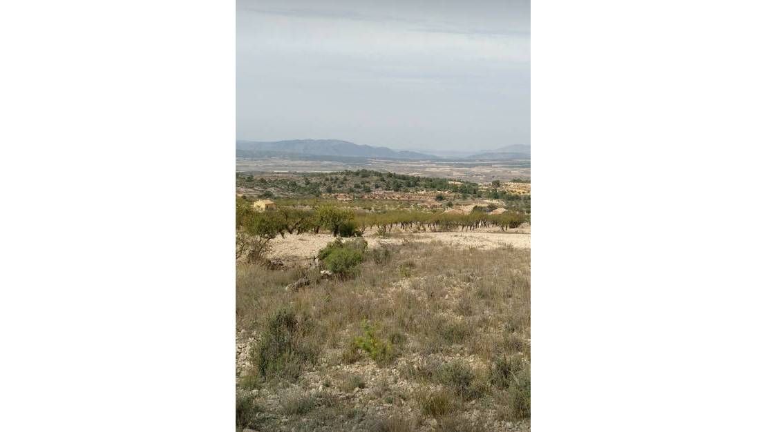 Sale - Land - Abanilla - Abanilla Centro