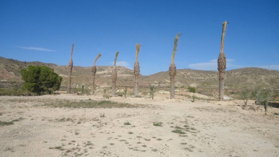 Sale - Land - Abanilla - Abanilla Centro