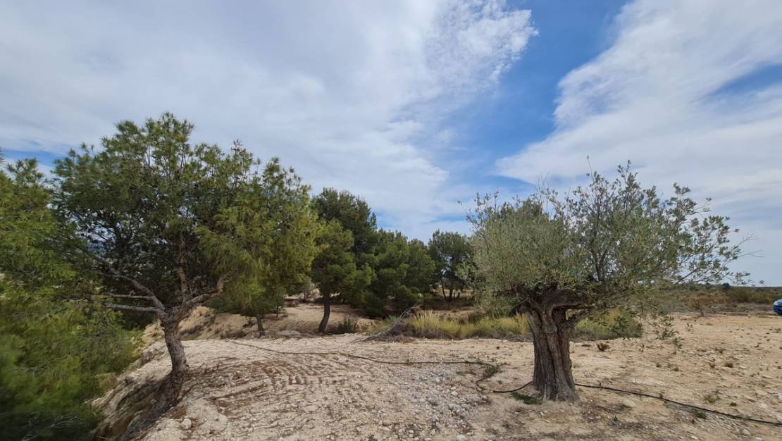 Sale - Land - Abanilla - Abanilla Centro