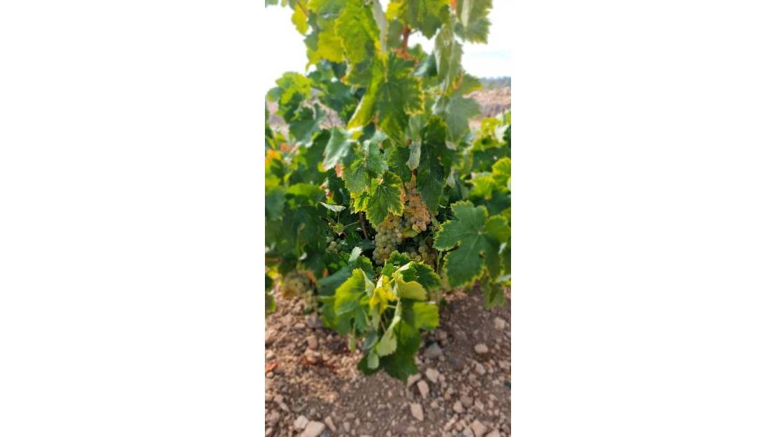 Sale - Land - Abanilla - Abanilla Centro