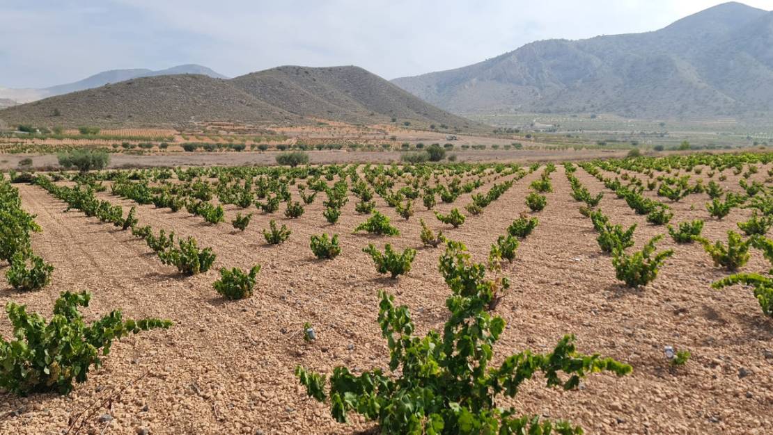 Sale - Land - Abanilla - Abanilla Centro