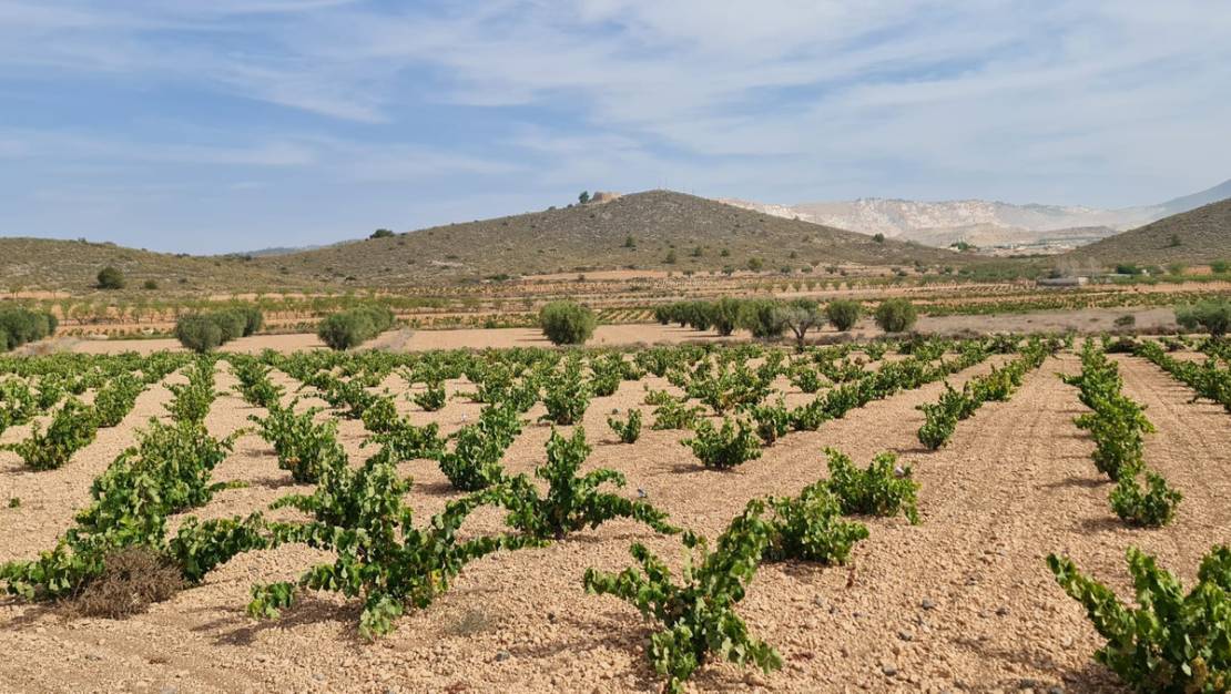 Sale - Land - Abanilla - Abanilla Centro