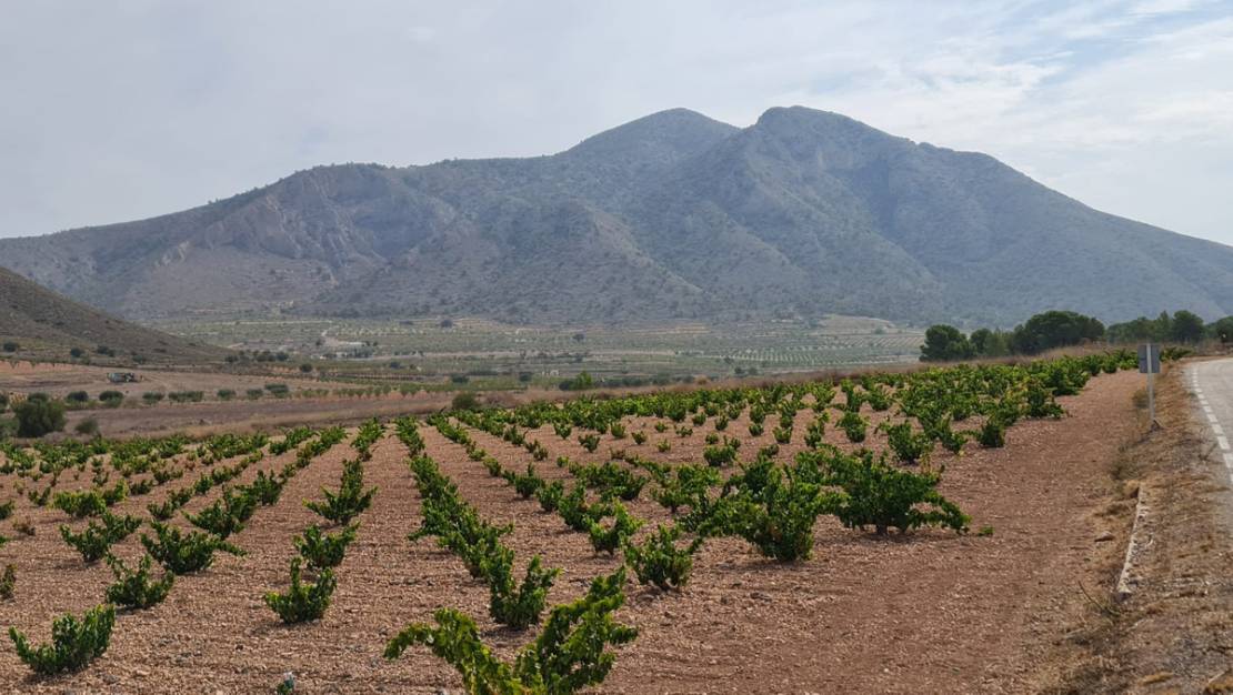 Sale - Land - Abanilla - Abanilla Centro