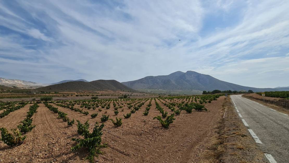 Sale - Land - Abanilla - Abanilla Centro
