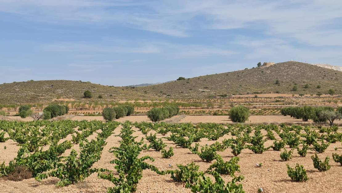 Sale - Land - Abanilla - Abanilla Centro