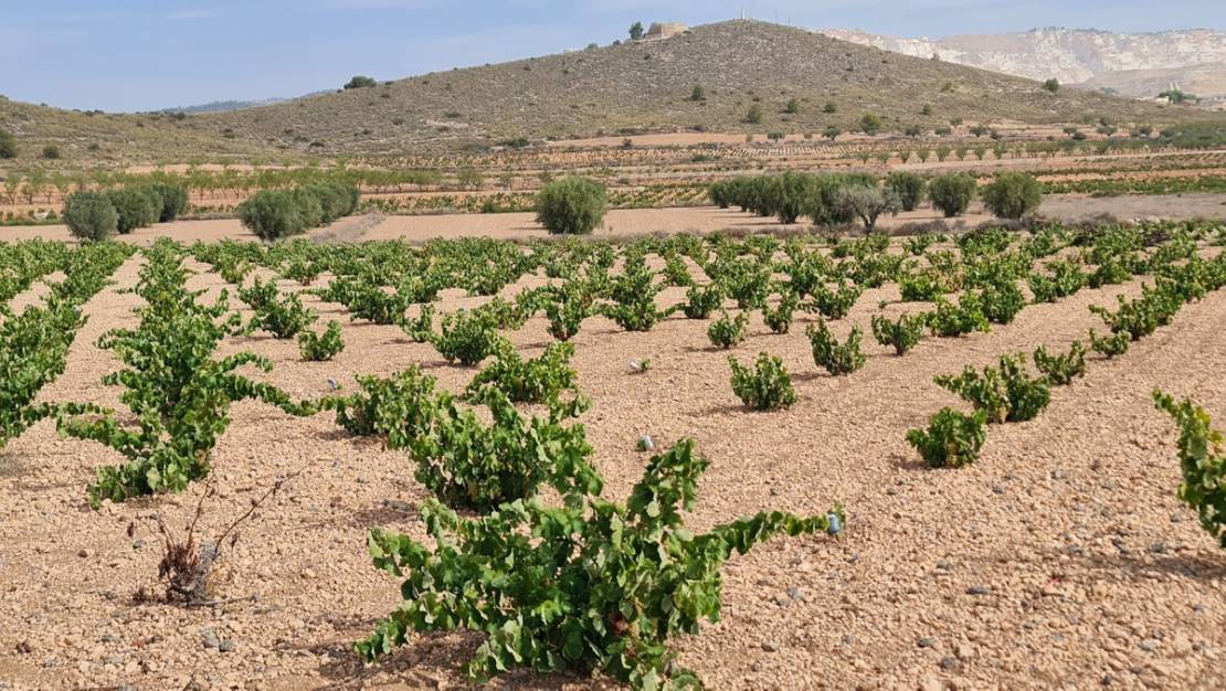 Sale - Land - Abanilla - Abanilla Centro