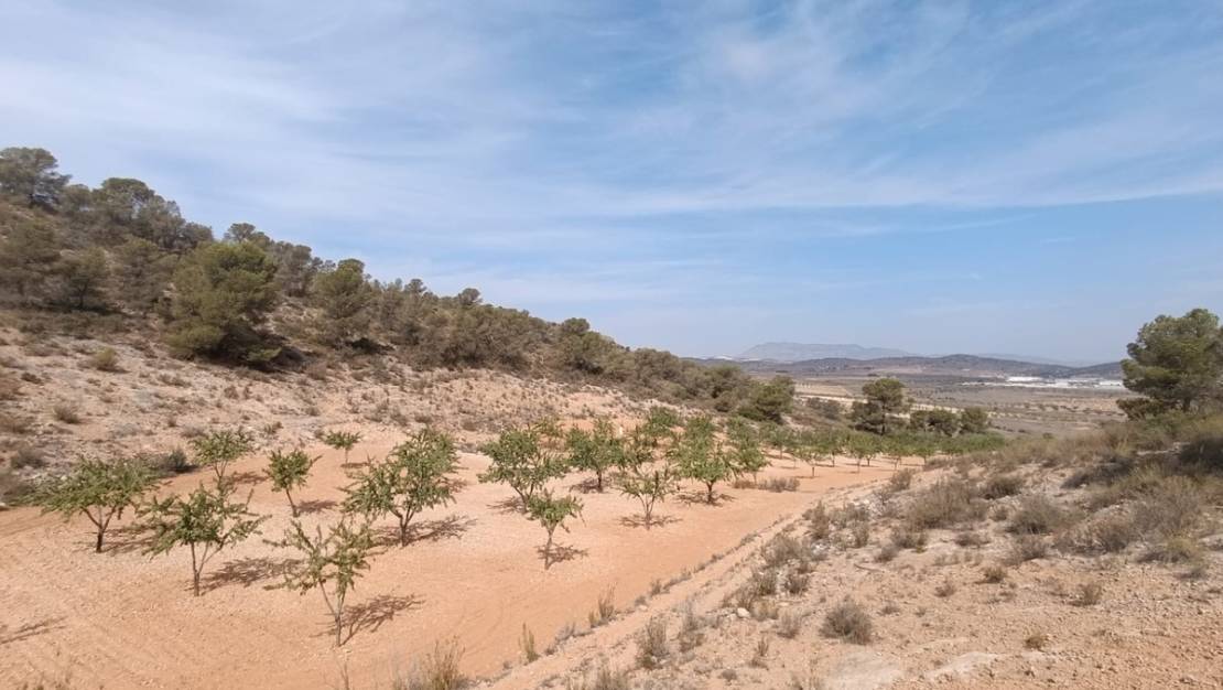 Sale - Land - Abanilla - Abanilla Centro