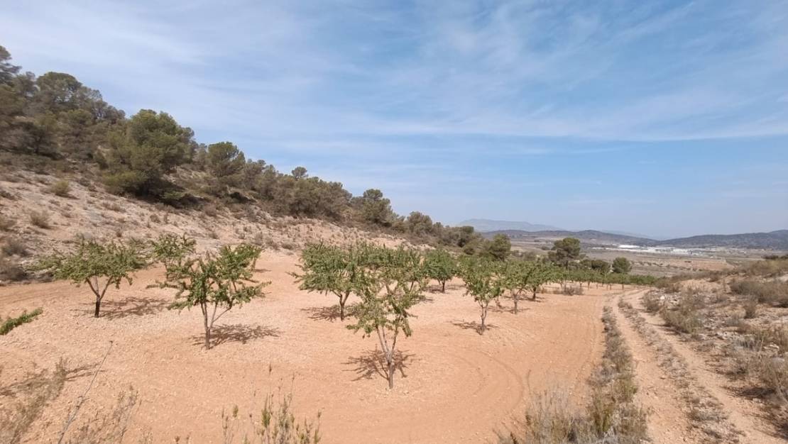 Sale - Land - Abanilla - Abanilla Centro