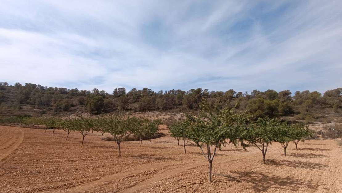 Sale - Land - Abanilla - Abanilla Centro