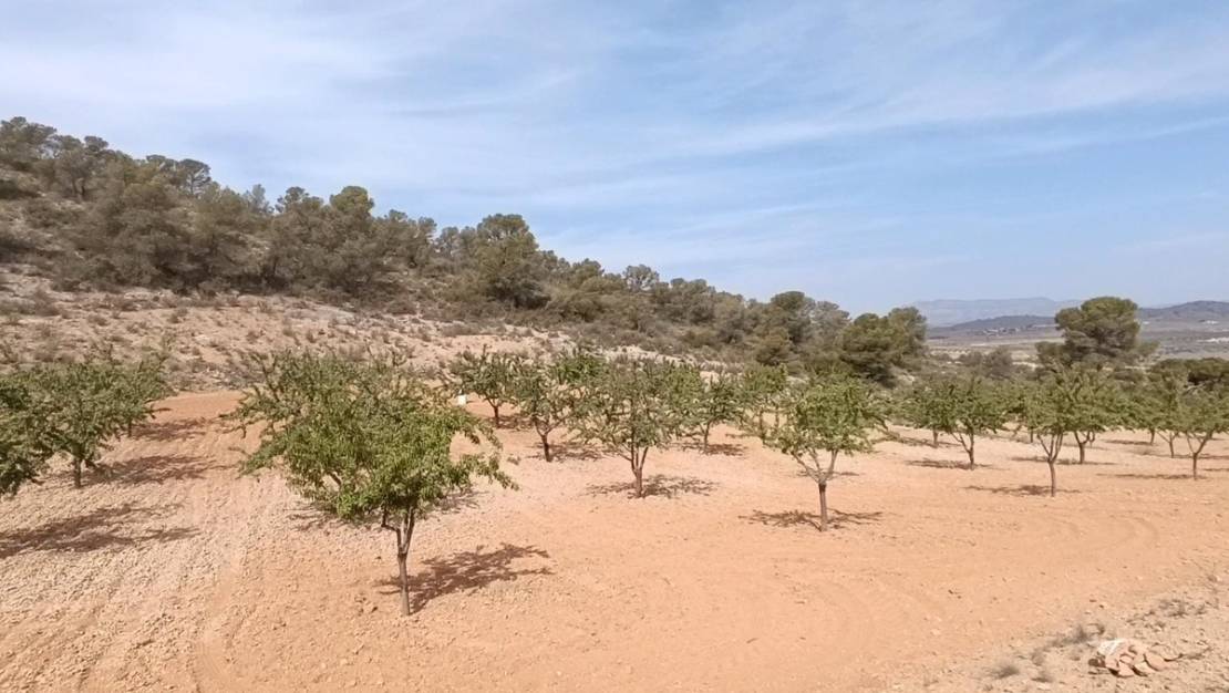 Sale - Land - Abanilla - Abanilla Centro