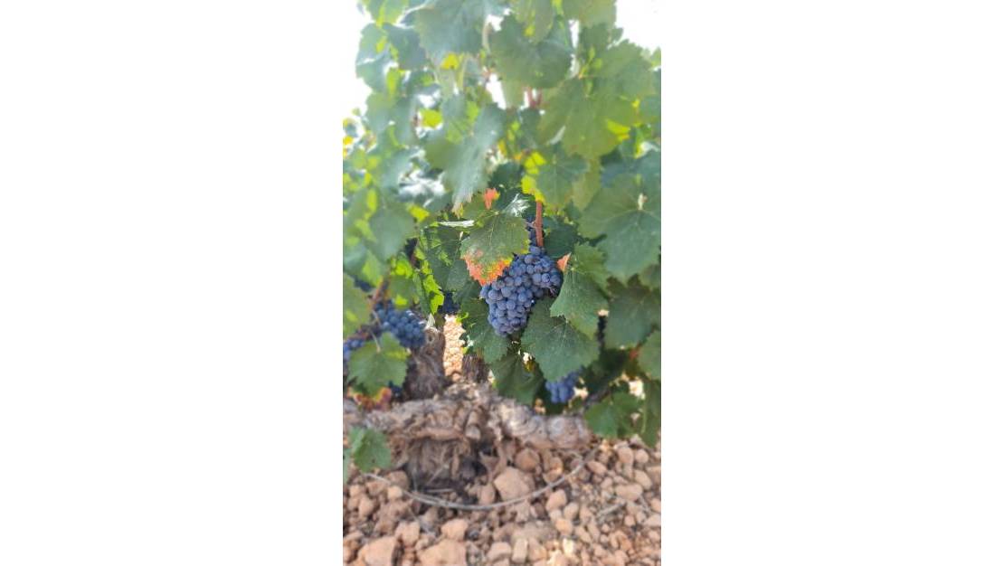 Sale - Land - Abanilla - Abanilla Centro