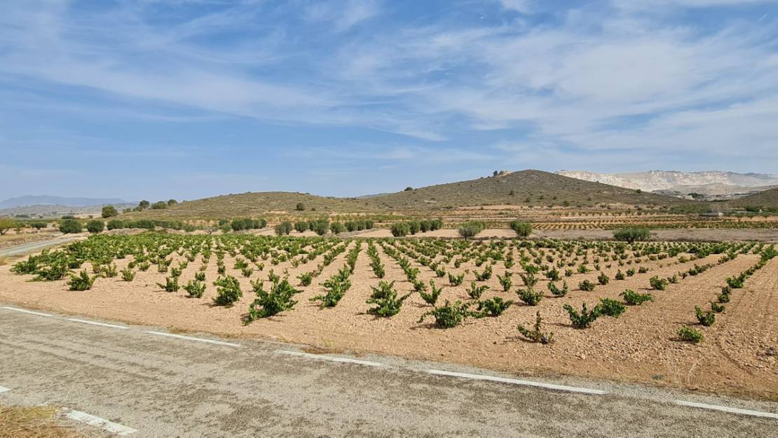 Sale - Land - Abanilla - Abanilla Centro