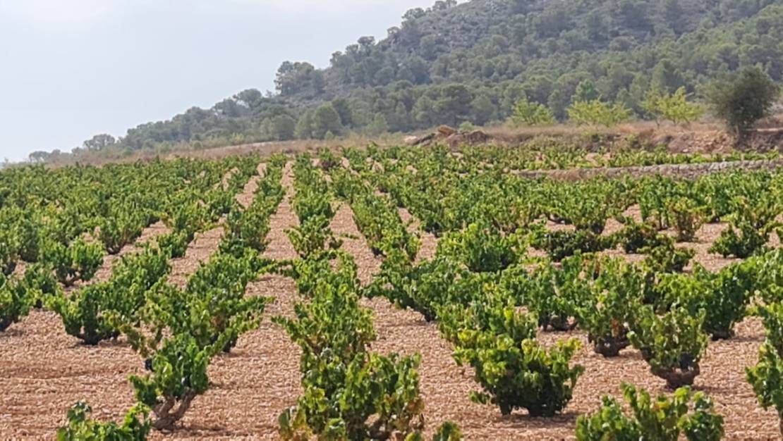 Sale - Land - Abanilla - Abanilla Centro