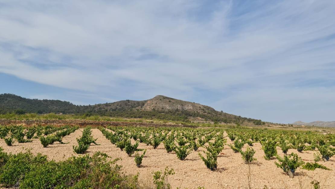 Sale - Land - Abanilla - Abanilla Centro