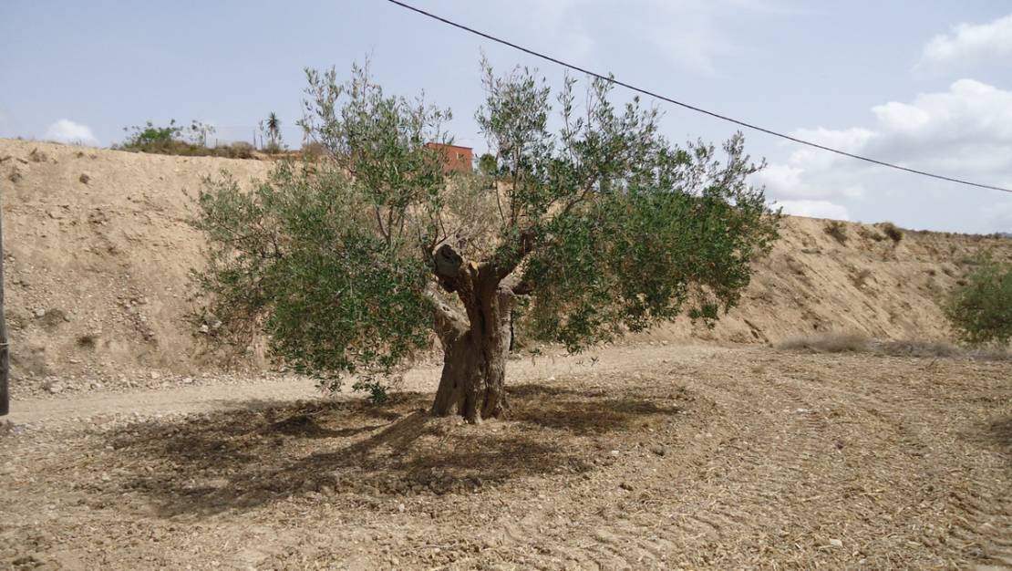 Sale - Land - Abanilla - Abanilla Centro