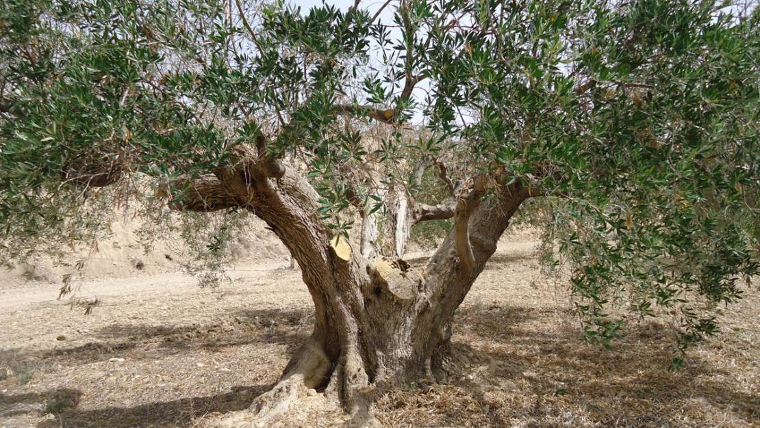 Sale - Land - Abanilla - Abanilla Centro