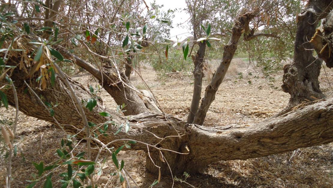 Sale - Land - Abanilla - Abanilla Centro