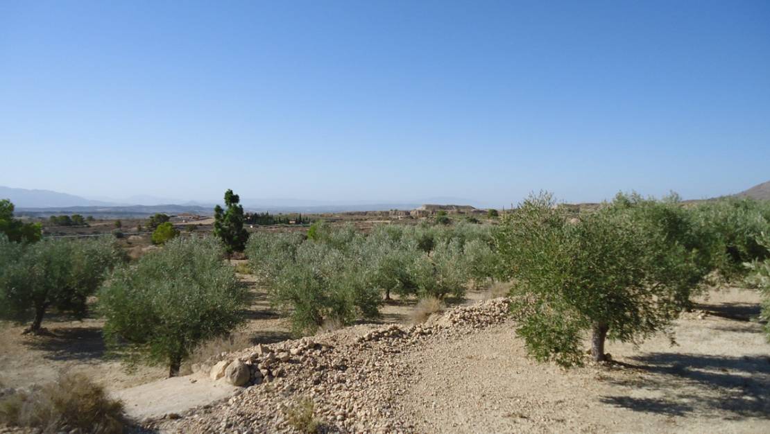 Sale - Land - Abanilla - Abanilla Centro