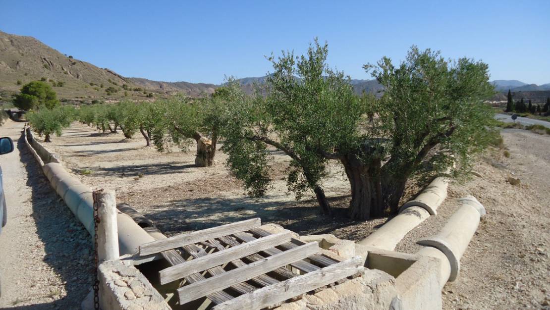 Sale - Land - Abanilla - Abanilla Centro