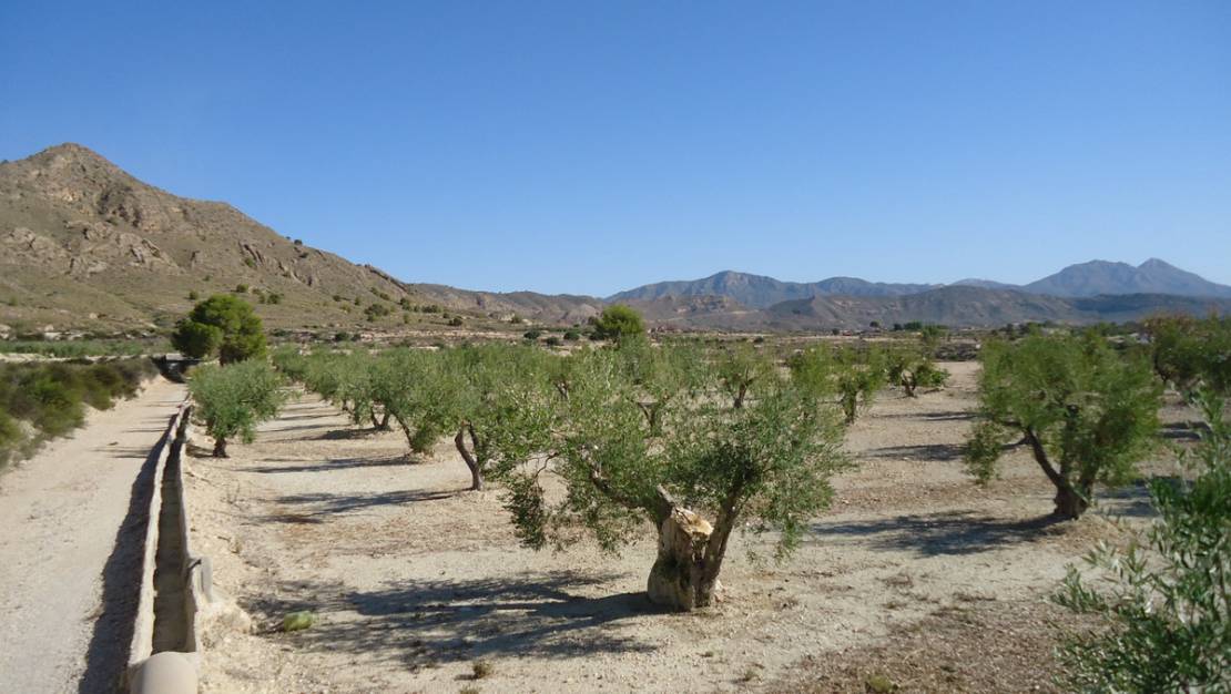 Sale - Land - Abanilla - Abanilla Centro