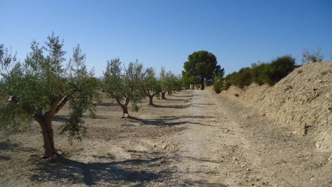 Sale - Land - Abanilla - Abanilla Centro