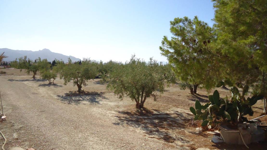 Sale - Land - Abanilla - Abanilla Centro