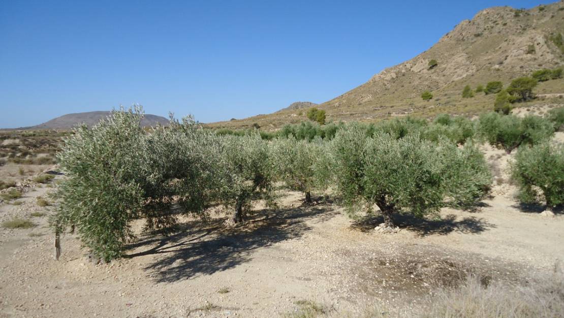 Sale - Land - Abanilla - Abanilla Centro