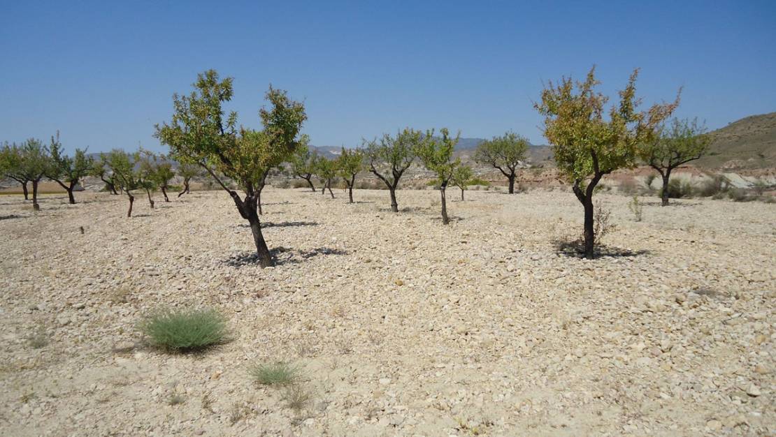 Sale - Land - Abanilla - Abanilla Centro