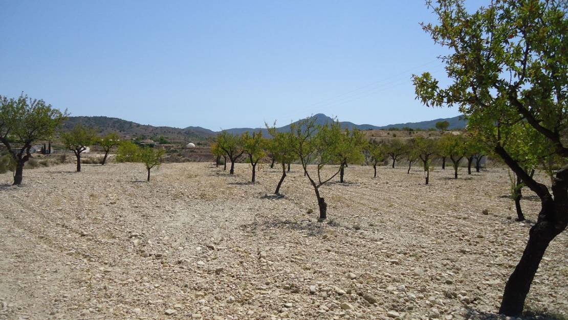 Sale - Land - Abanilla - Abanilla Centro