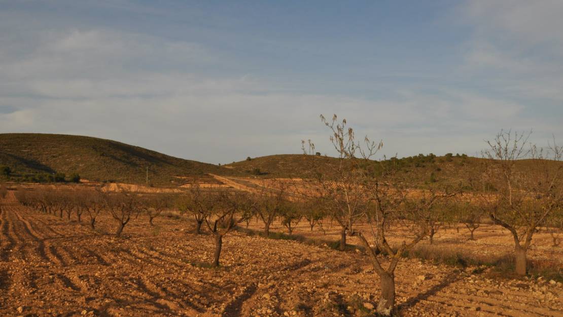 Sale - Land - Abanilla - Abanilla Centro