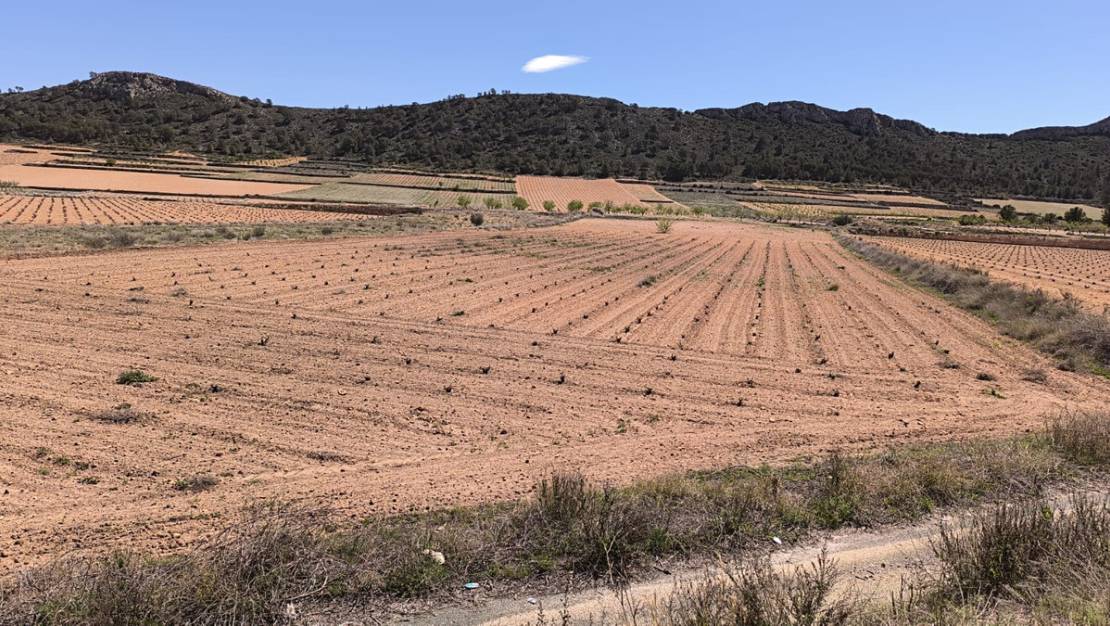 Sale - Land - Abanilla - Abanilla Centro