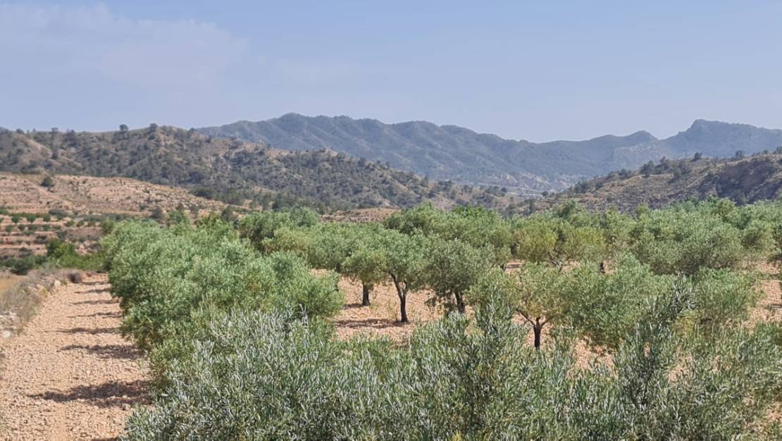 Sale - Land - Abanilla - Abanilla Centro