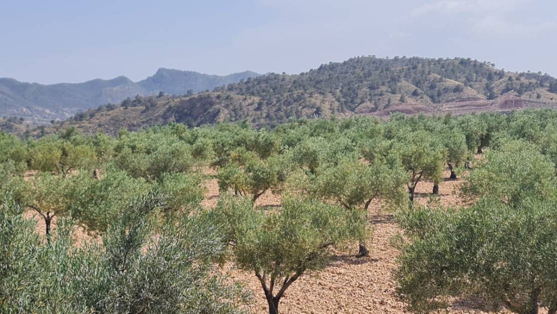 Sale - Land - Abanilla - Abanilla Centro