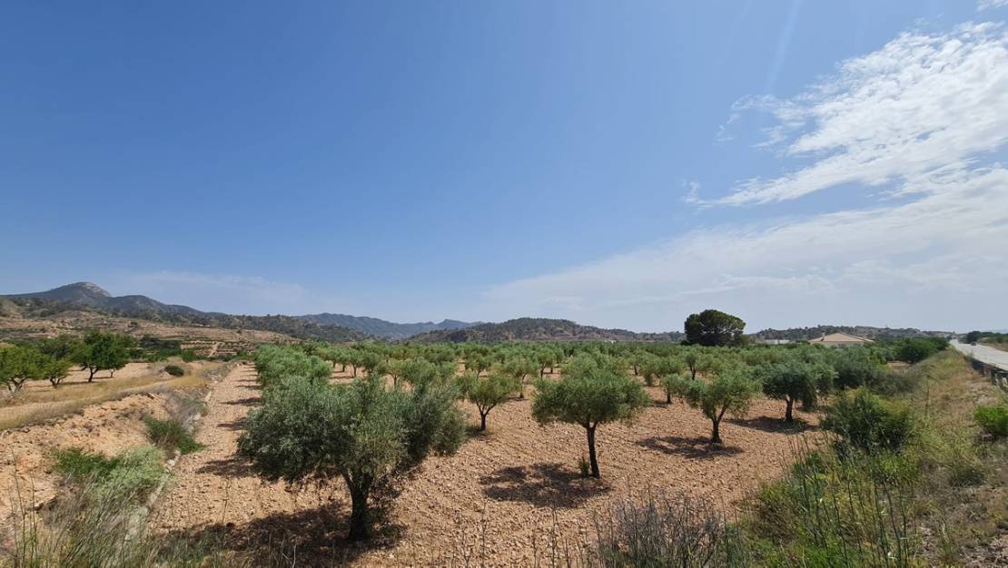 Sale - Land - Abanilla - Abanilla Centro