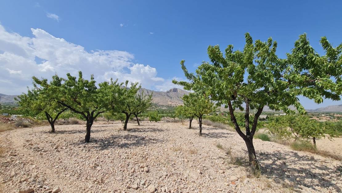 Sale - Land - Abanilla - Abanilla Centro