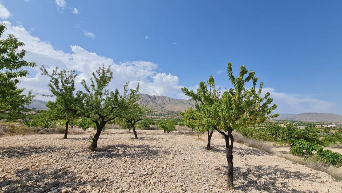 Sale - Land - Abanilla - Abanilla Centro