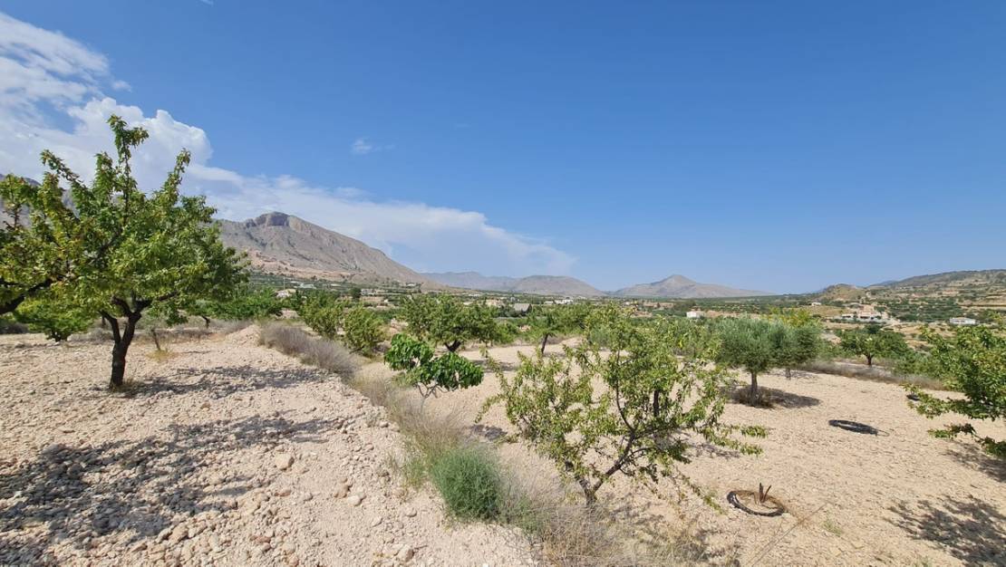 Sale - Land - Abanilla - Abanilla Centro