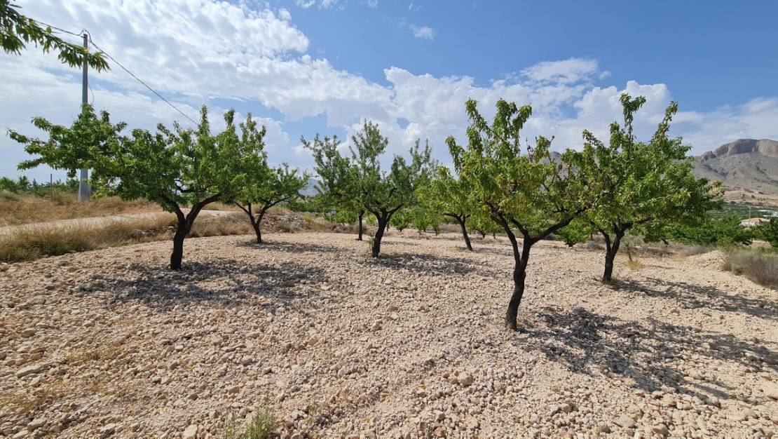 Sale - Land - Abanilla - Abanilla Centro