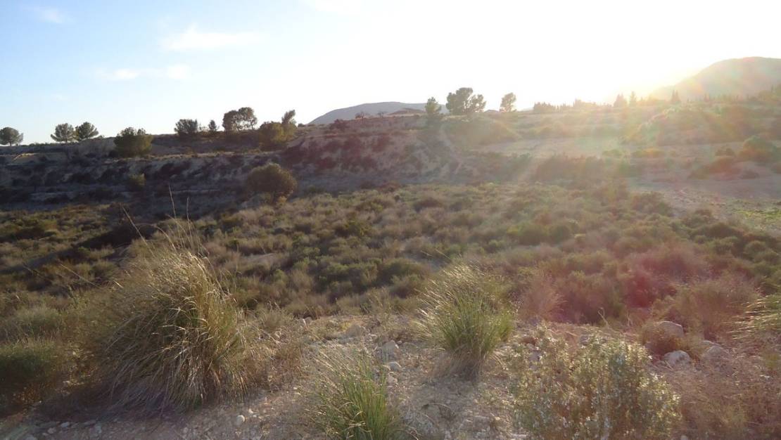 Sale - Land - Abanilla - Abanilla Centro