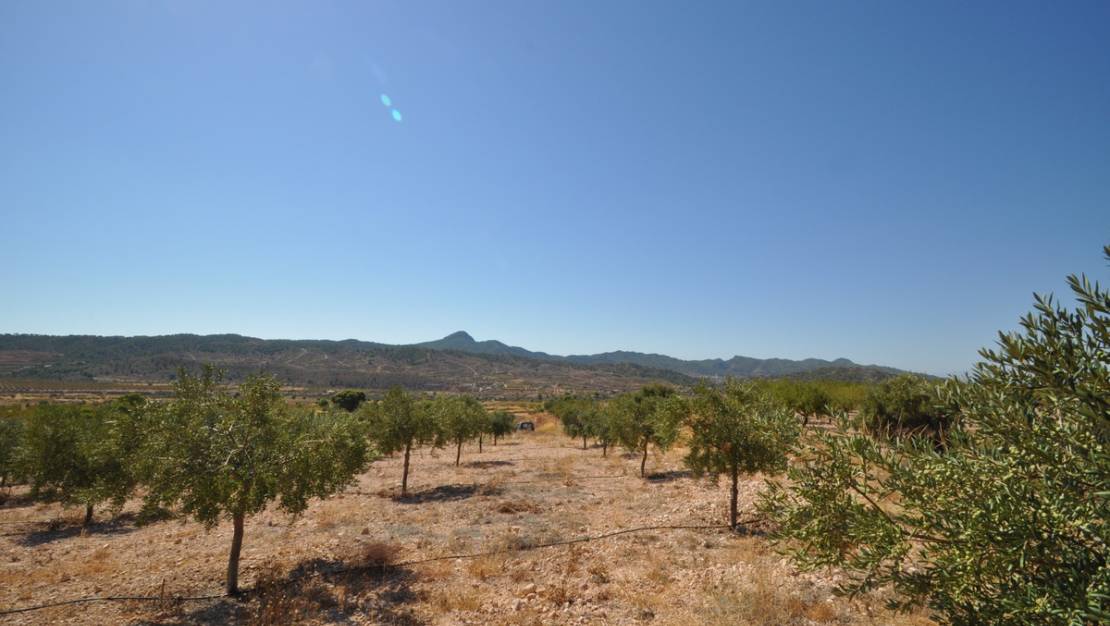 Sale - Land - Abanilla - Macisvenda