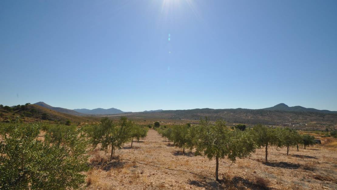 Sale - Land - Abanilla - Macisvenda