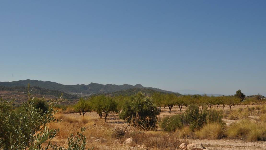 Sale - Land - Abanilla - Macisvenda