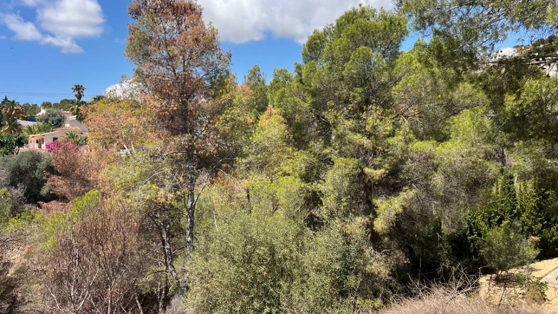 Sale - Land - Algorfa - Montemar