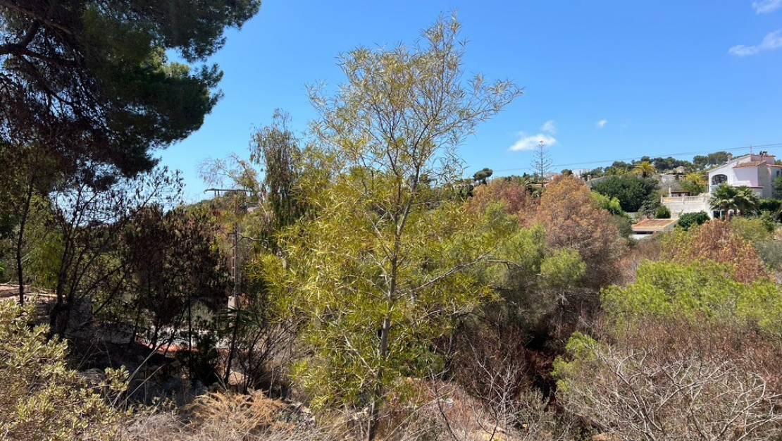 Sale - Land - Algorfa - Montemar