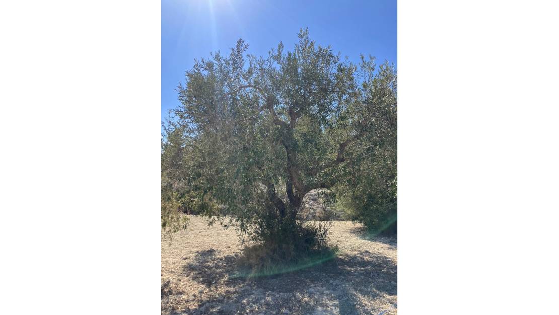 Sale - Land - Benissa - Benissa Centro