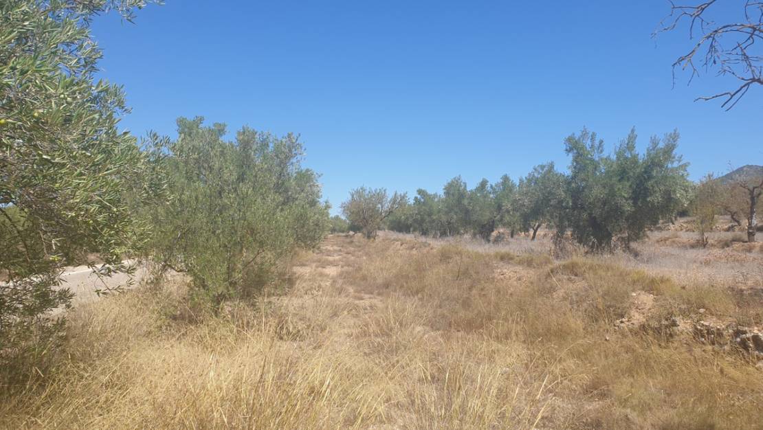 Sale - Land - Biar - Biar Centro