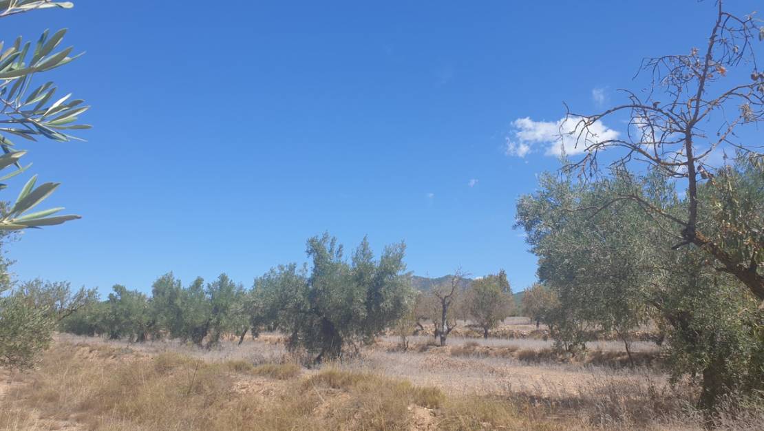 Sale - Land - Biar - Biar Centro