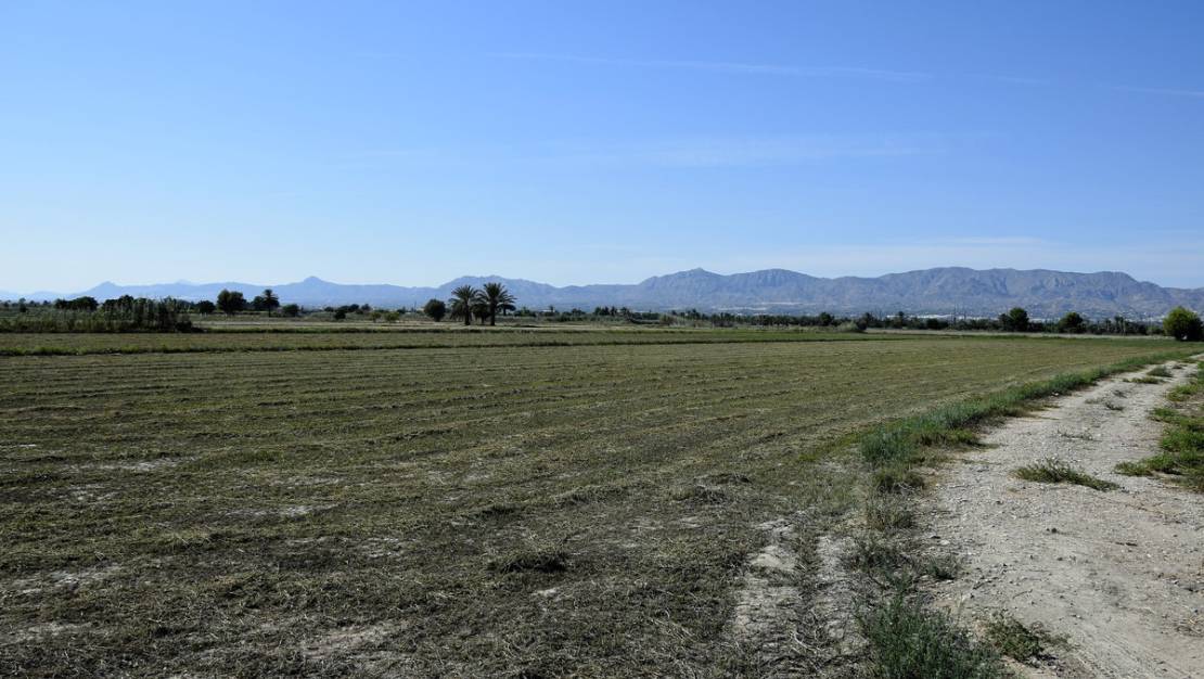 Sale - Land - Catral - Catral Centro